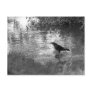At the Creek Post Cards