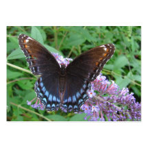 ATC de ~ de papillon de bleu et de Brown Carte De Visite
