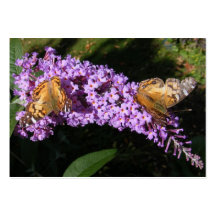 ATC jumel de ~ de papillons Cartes De Visite Professionnelles