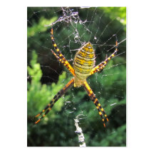 ATC réuni de ~ d'araignée de jardin Carte De Visite
