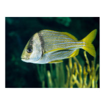 Atlantic Porkfish Portrait posters