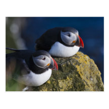 Atlantic Puffin (Fratercula arctica) 7 Post Cards