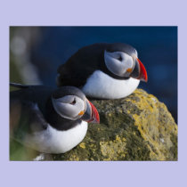 Atlantic Puffin (Fratercula arctica) 7 posters