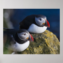 Atlantic Puffin (Fratercula arctica) 7 Posters