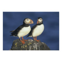 Atlantic Puffin, Fratercula arctica), in