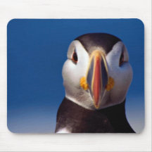 Atlantic puffin from Machia Island, Maine, U.S.A. Mousepads