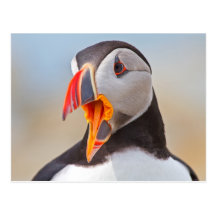 Atlantic Puffin Postcards