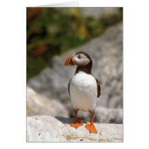 Atlantic Puffin Profile Greeting Cards