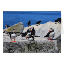 Atlantic Puffins at Machias Seal Island Greeting Card