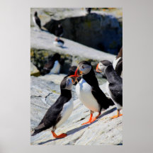 Atlantic Puffins bickering over food Poster