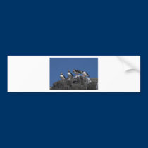 Atlantic Puffins bumper stickers