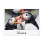 Atlantic Puffins Maine Coast Post Cards