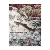 Atlantic Salmon