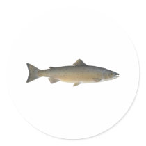 Atlantic Salmon Round Sticker