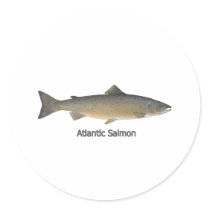 Atlantic Salmon (titled) Round Stickers