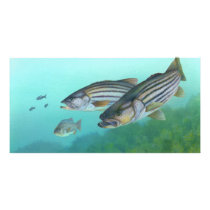 Atlantic Striped Bass Fish Morone Saxatilis Picture Card