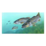 Atlantic Striped Bass Fish Morone Saxatilis Picture Card