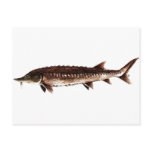 Atlantic Sturgeon - Acipenser oxyrinchus Postcard