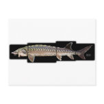 Atlantic Sturgeon - Acipenser oxyrinchus Post Cards