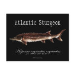 Atlantic Sturgeon-Black-Postcard