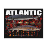 Atlantic Sturgeon-Collage-Postcard