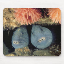 Atlantic Wolffish Mouse Pads