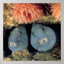 Atlantic Wolffish Poster