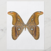 Atlas Butterfly Full Color Flyer