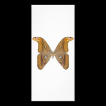 Atlas Butterfly rack cards