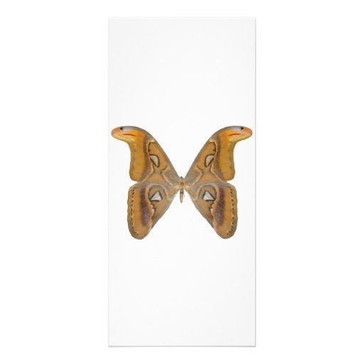 Atlas Butterfly Full Color Rack Card