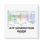 ATP Generation Inside (Electron Transport Chain)