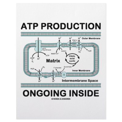 ATP Production Ongoing Inside by wordsunwords