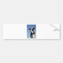 Attentive cow bumper sticker