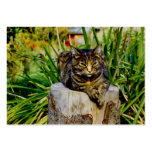 ATTITUDE CAT BUSINESS CARDS