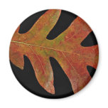 Attractive White oak leaf Fridge Magnets