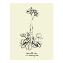 Attrape-mouche de Vénus, plante carnivore Carte Postale