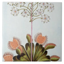 Attrape-mouche de Vénus, plat 84, de 'collection P Carreaux