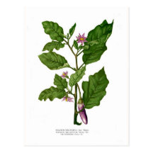 Aubergine Postcards
