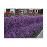 Aubreitta bank with Alyssum saxatile and tulips Post Card