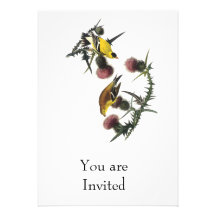 Audubon American Goldfinch Announcement