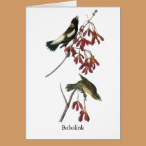 Audubon Bobolink cards