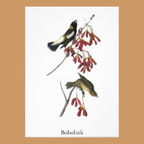 Audubon Bobolink invitations
