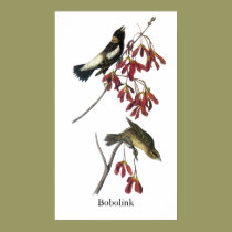 Audubon Bobolink posters