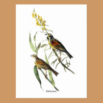 Audubon Dickcissel postcards