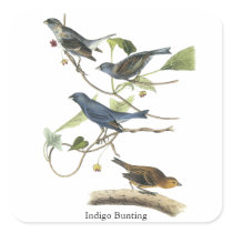 Audubon Indigo Bunting Print Sticker