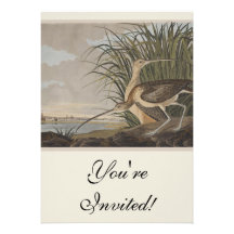 Audubon Long-Billed Curlew Sandpiper Bird Custom Invites
