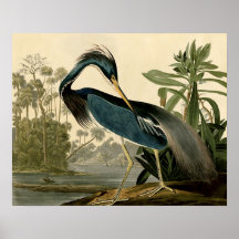 Audubon Louisiana Heron Print