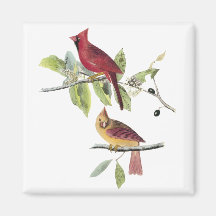 Audubon Northern Cardinal Fridge Magnet