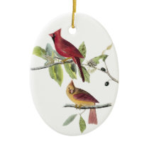 Audubon Northern Cardinal