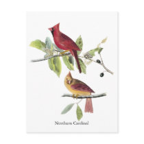 Audubon Northern Cardinal